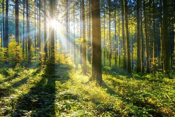 Solstrålar bryter genom höga träd i en grön, tät skog