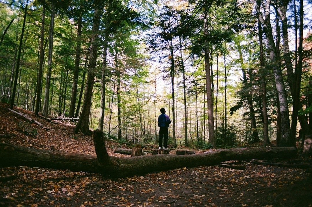 Person står på en stubbe i en lövskog med fallna löv